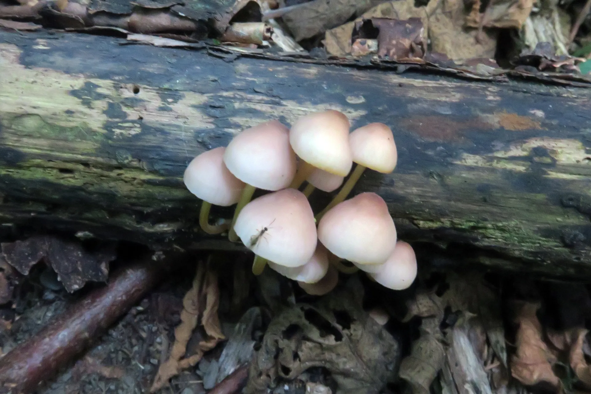 Mycena renati - 1 - IMG_0765